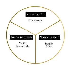 Pyramide olfactive du parfum Révélation de Martil avec canne à sucre, vanille, fève tonka, benjoin et musc